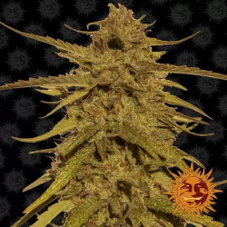 PINEAPPLE HAZE REGULAR