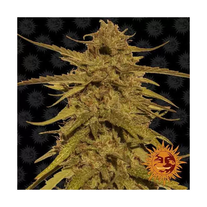 Pineapple Haze Regular Barney's Farm Regulares