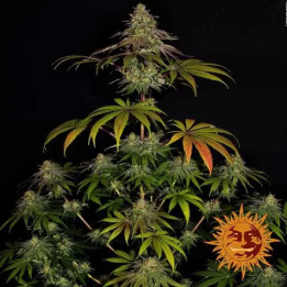  Weeding Cake Feminizada 【Barney's Farm】