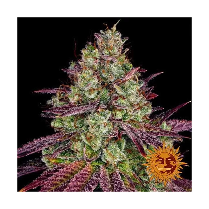 Mimosa Evo Feminizada Barney's Farm