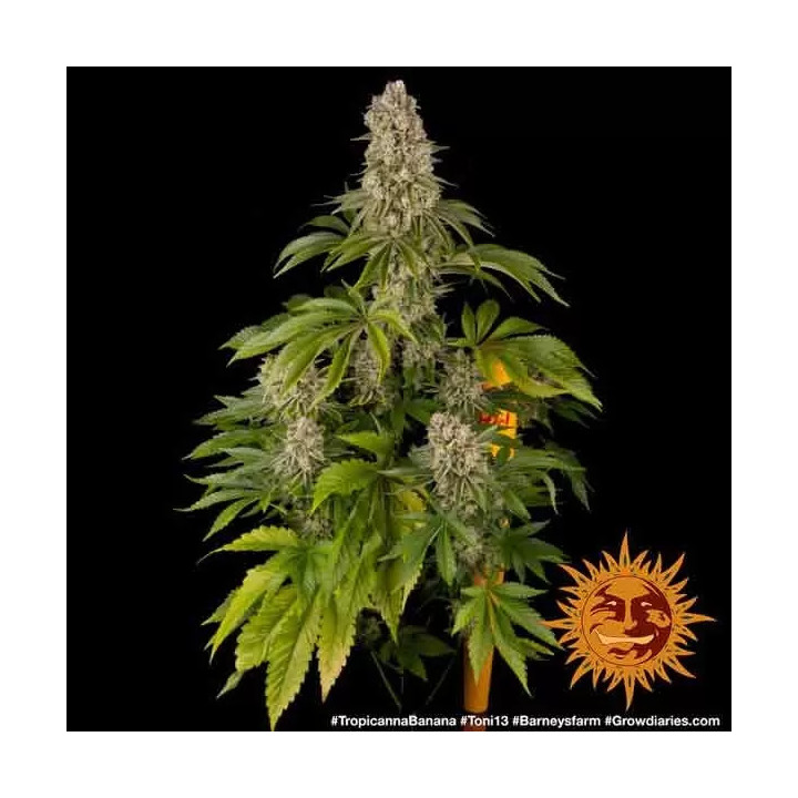 Tropicana Banana Feminizada Barney's Farm