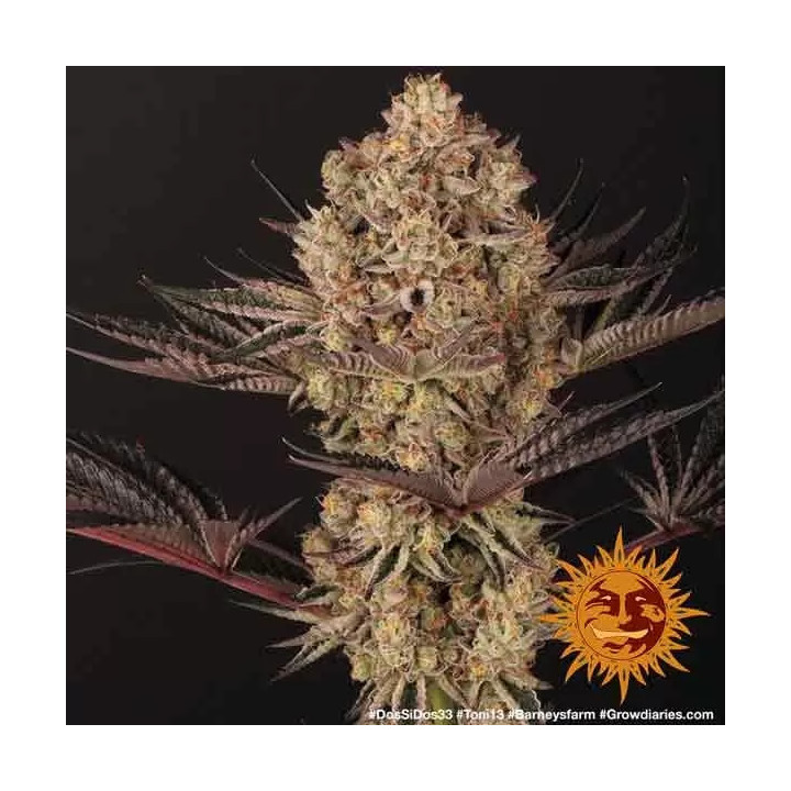 Dos Si Dos 33 Feminizada Barney's Farm