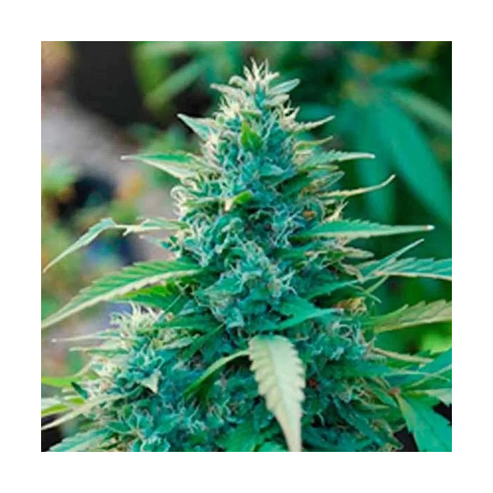 Caribe Regular Cannabiogen Seeds