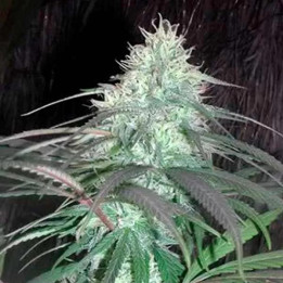  Nepal Jam Regular 【Cannabiogen Seeds】
