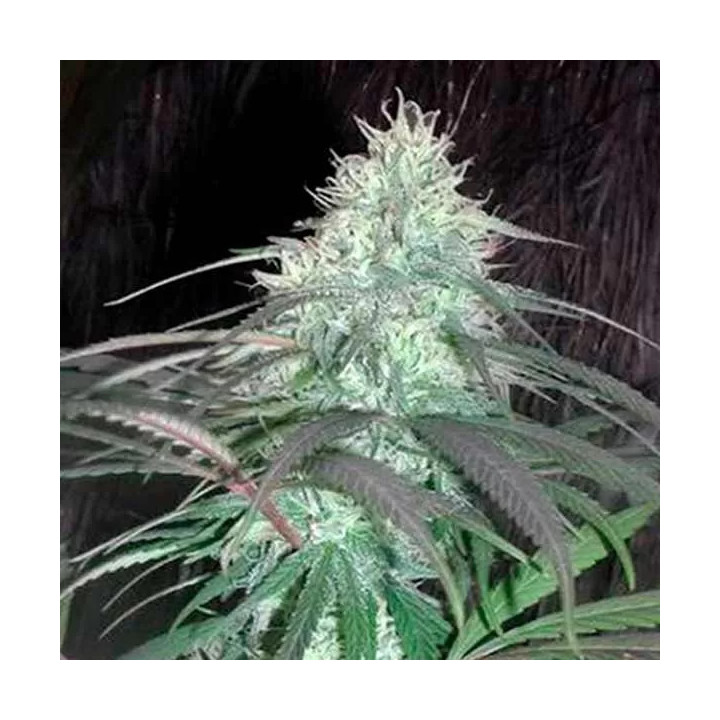 Nepal Jam Regular Cannabiogen Seeds