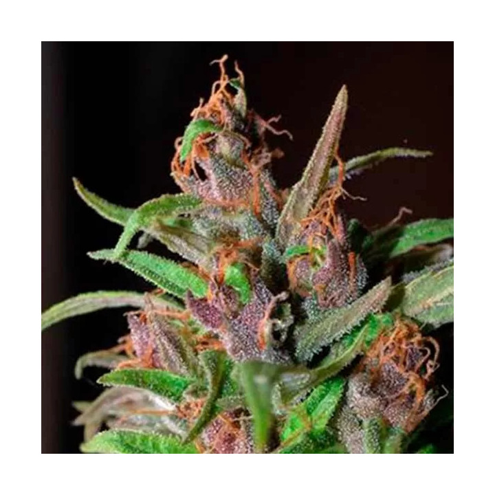 Mangobiche Regular Cannabiogen Seeds