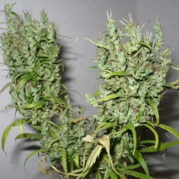  Ghana Regular 【Cannabiogen Seeds】
