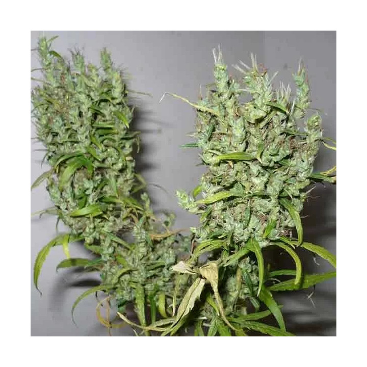 Ghana Regular Cannabiogen Seeds