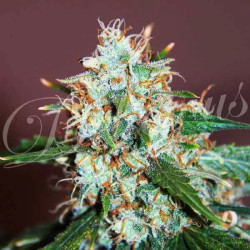 CRITICAL NEVILLE HAZE 2.0