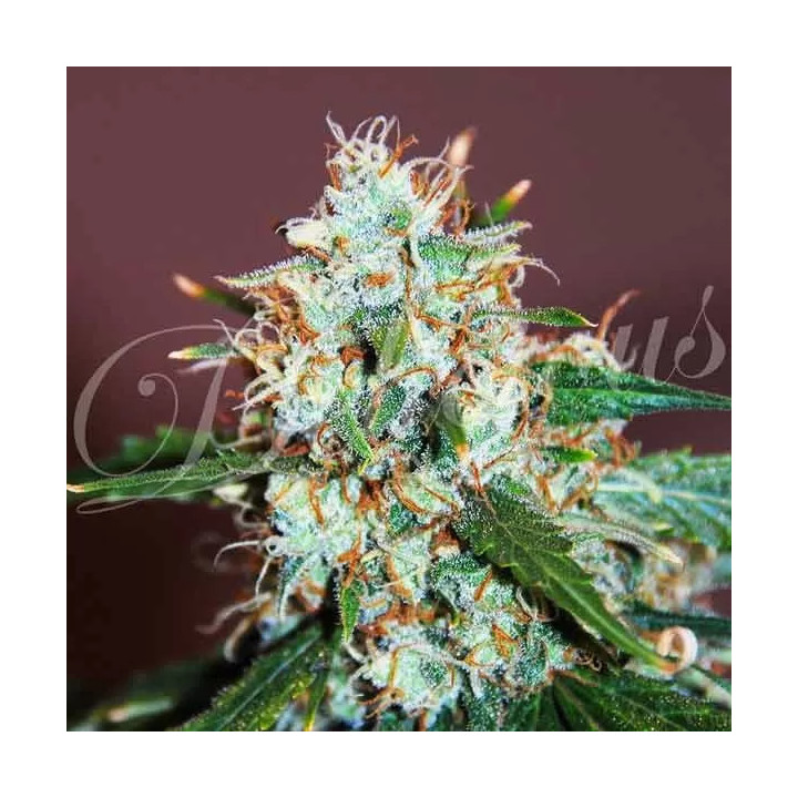   Critical Neville Haze 2.0 Feminizada 【Delicious Seeds】