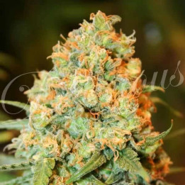   Critical Super Silver Haze Feminizada 【Delicious Seeds】
