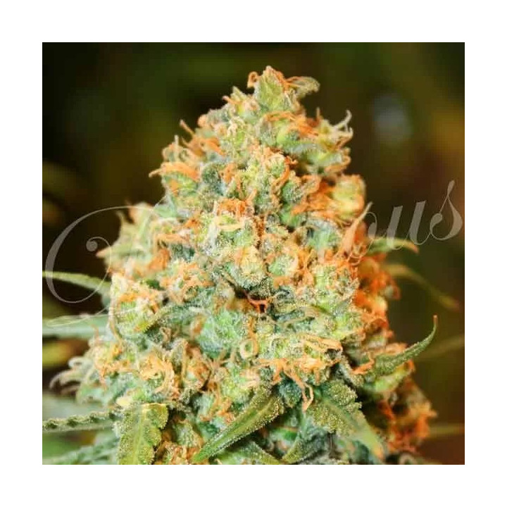 Critical Super Silver Haze Feminizada Delicious Seeds