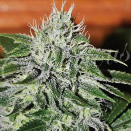   Critical Jack Herer Feminizada 【Delicious Seeds】