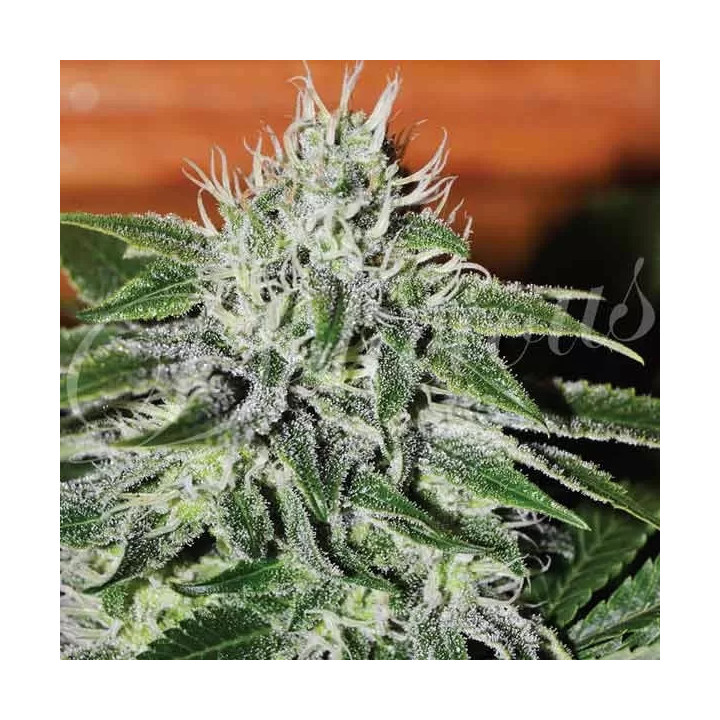 Critical Jack Herer Feminizada Delicious Seeds
