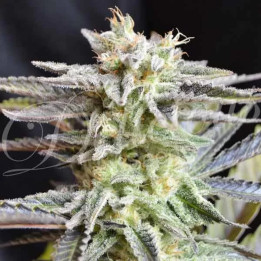   Sugar Black Rose Feminizada 【Delicious Seeds】