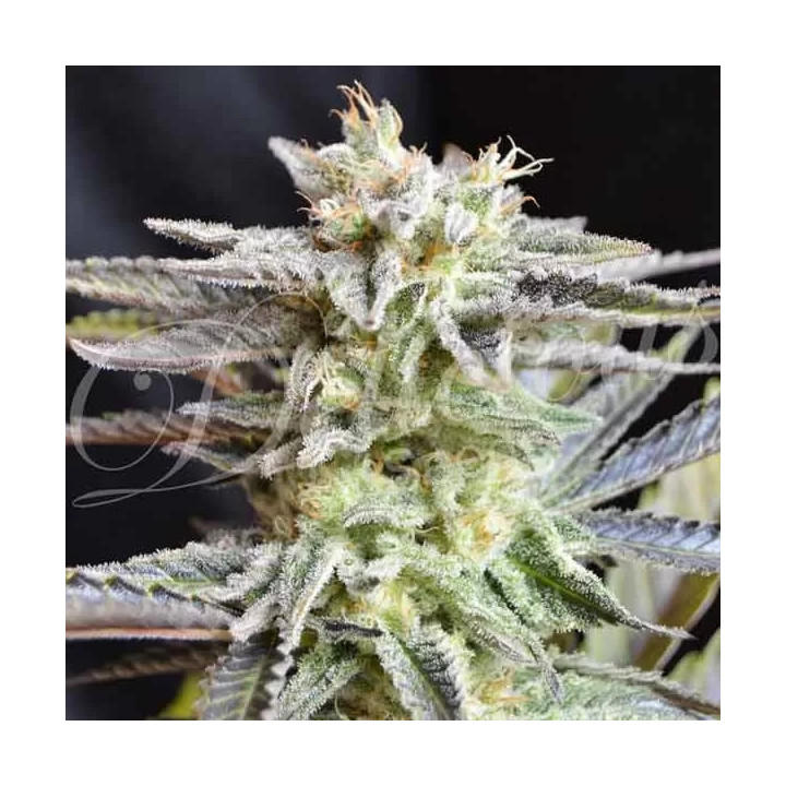 Sugar Black Rose Feminizada Delicious Seeds