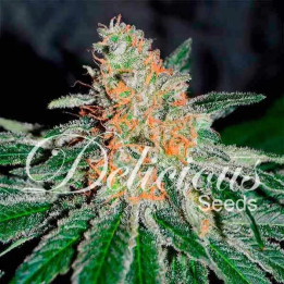   CBD Jam Feminizada 【Delicious Seeds】