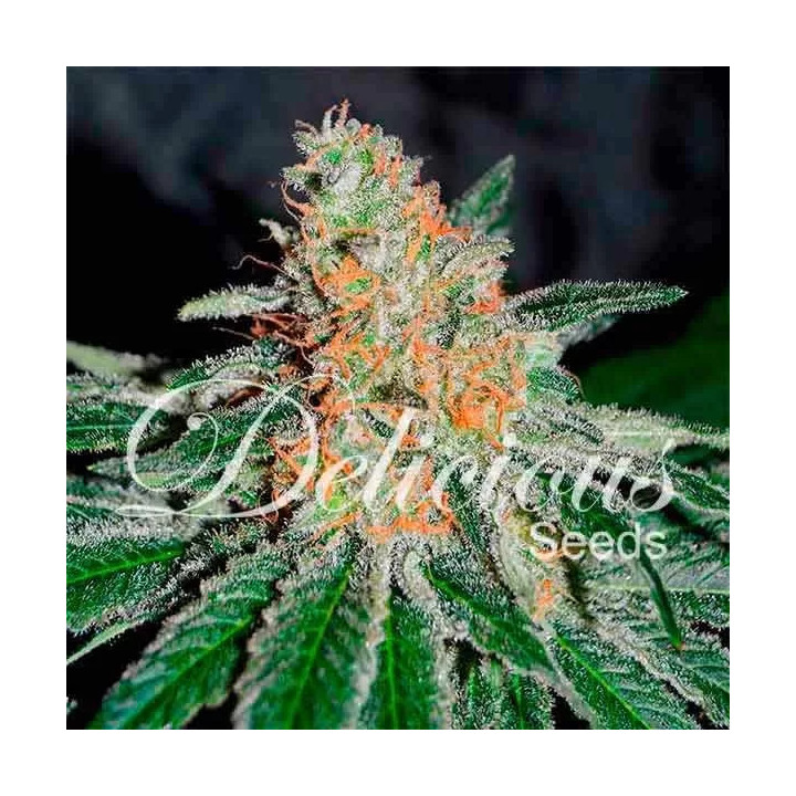CBD Jam Feminizada Delicious Seeds