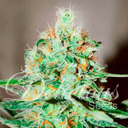 JAGG KUSH
