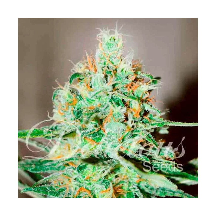 Jagg Kush Feminizada Delicious Seeds