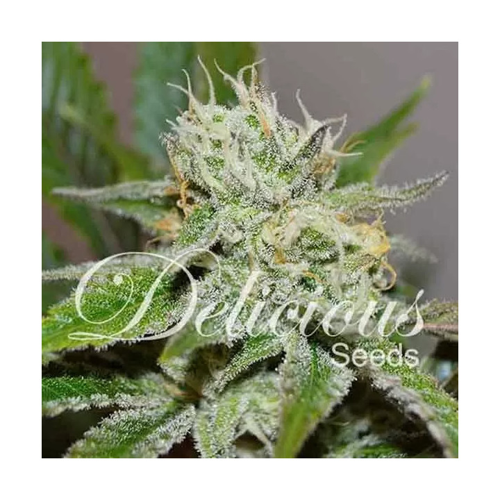 Original Juan Herer Feminizada Delicious Seeds