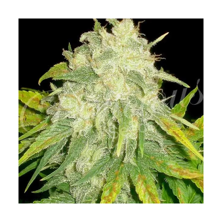 Il Diavolo Auto Delicious Seeds