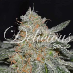 CRITICAL NEVILLE HAZE AUTO