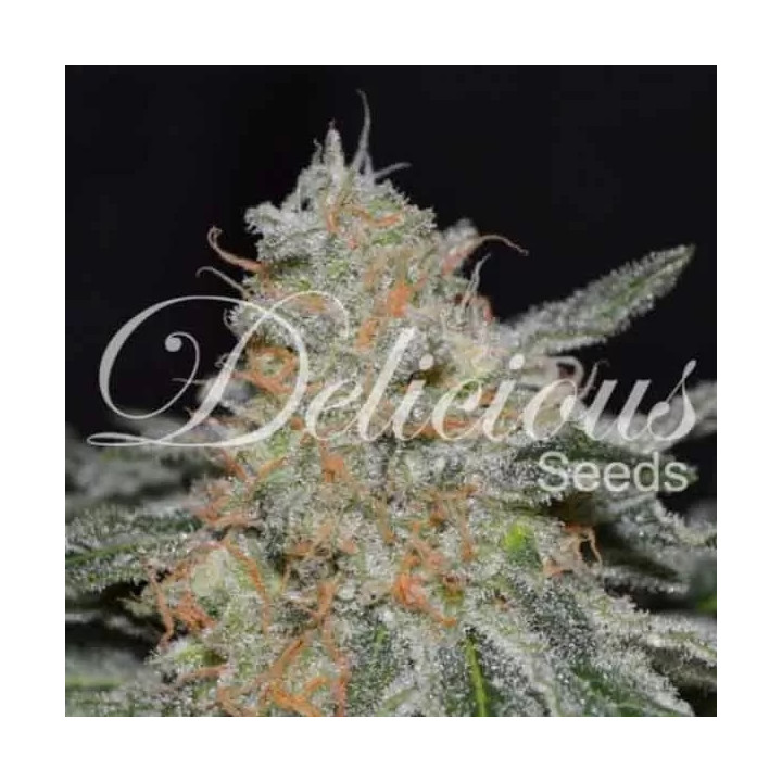 Critical Neville Haze Auto Delicious Seeds