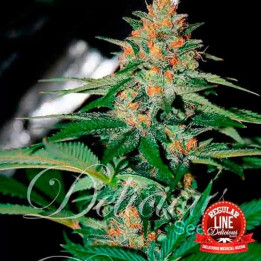   Delicious Candy Regular 【Delicious Seeds】