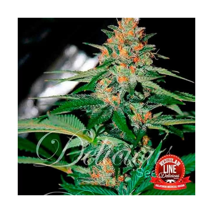 Delicious Candy Regular Delicious Seeds