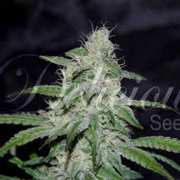   Marmalate Regular 【Delicious Seeds】