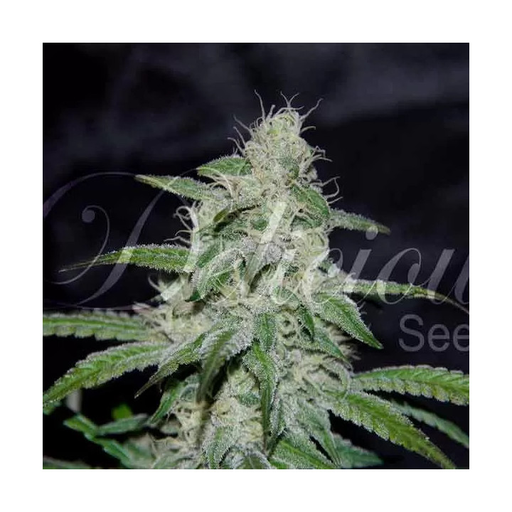 Marmalate Regular Delicious Seeds