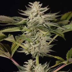 OCEAN GROWN COOKIES