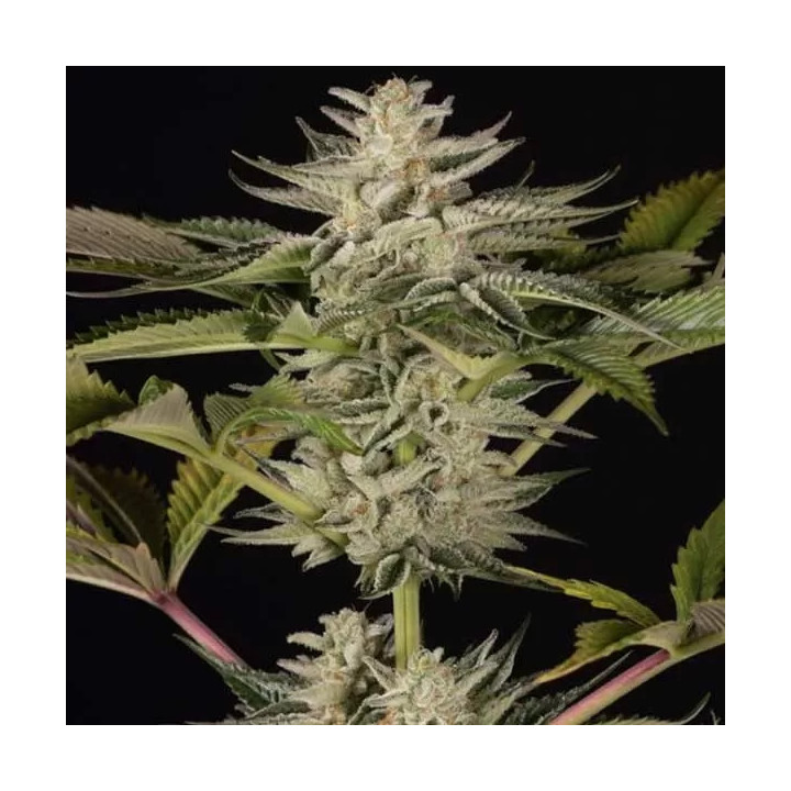 Ocean Grown Cookies Feminizada Dinafem