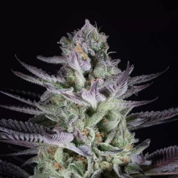 BLUEBERRY COOKIES