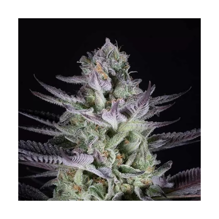 Blueberry Cookies Feminizada Dinafem