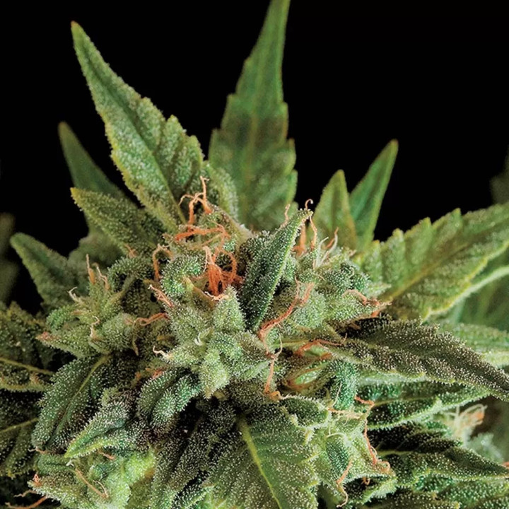 Fruit Auto Dinafem seeds