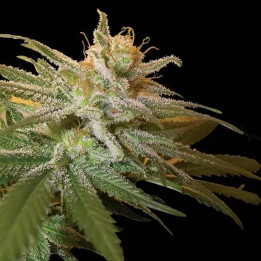  Kushberry Feminizada 【DNA Genetics】