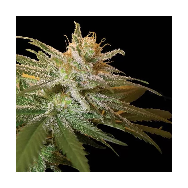 Kushberry Feminizada DNA Genetics