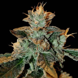  Cataract Kush Feminizada 【DNA Genetics】
