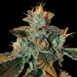 CATARACT KUSH