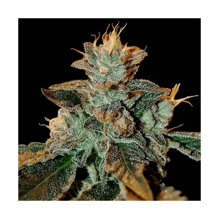 Cataract Kush Feminizada DNA Genetics