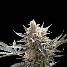  Tangie Feminizada 【DNA Genetics】