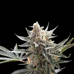 TANGIE
