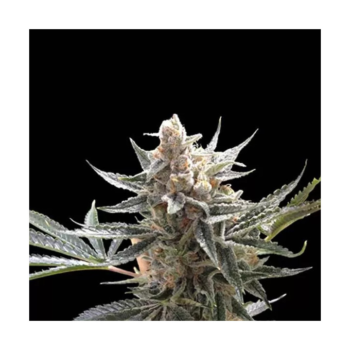  Tangie Feminizada 【DNA Genetics】
