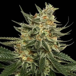 TANGIE REGULAR