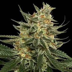 TANGIE REGULAR
