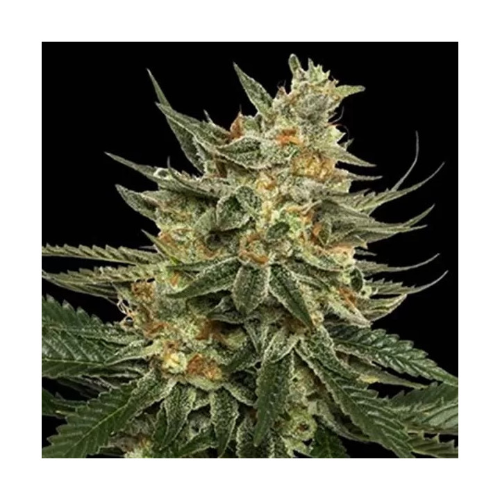Tangie Regular
