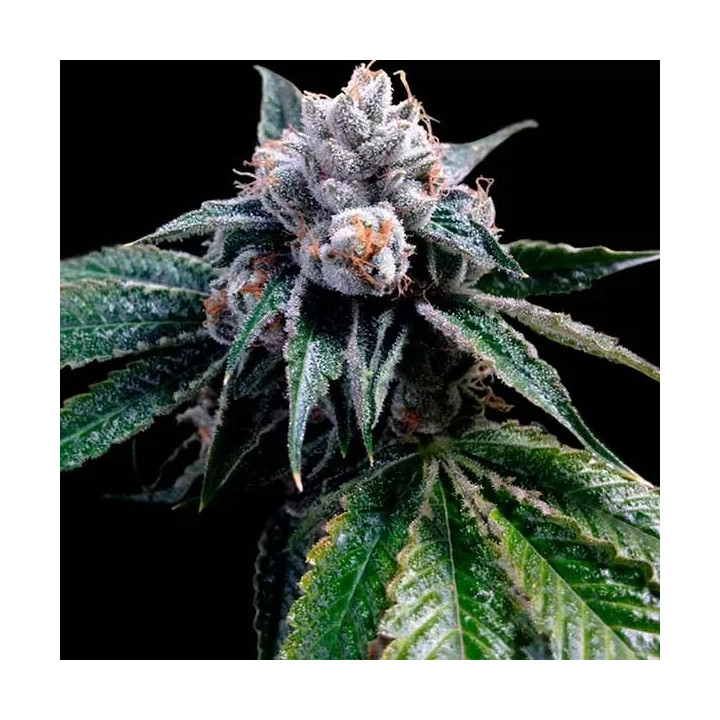 Lemon Walker Feminizada DNA Genetics