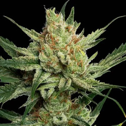 STRAWBERRY BANANA